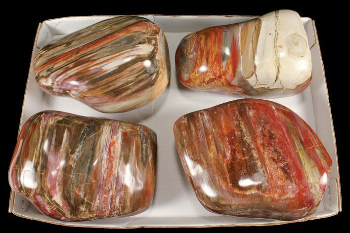 Lot: + Lbs Free-Standing, Polished Petrified Wood - Pieces #92427